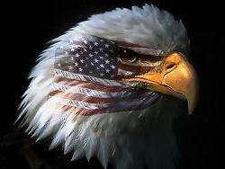 wtc - american flag and bald eagle.jpg