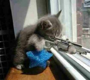 kitten is shooting!.jpg
