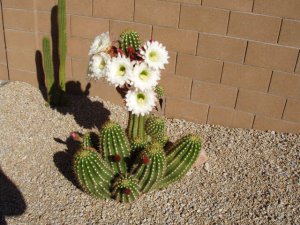 Cactus bloom 2007-1.jpg