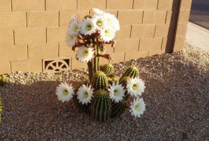 Cactus bloom 2007-2.jpg