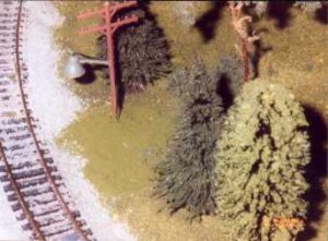 woods.jpg