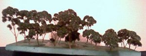 forest.jpg