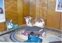 bad kitty.jpg