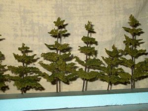 big trees713.jpg