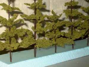 big trees711.jpg