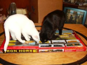 cats on box.jpg