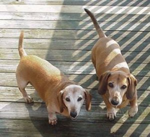 beach hounds.jpg
