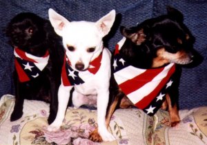 3chihuahua.jpg