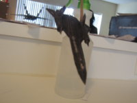 paper sr-71 5.JPG
