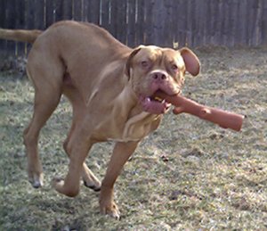 havinfunwithsarge1.jpg