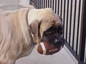 scooterfootball.jpeg