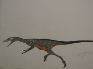 sinocalliopteryx.JPG