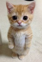 kitten-kittens-34932031-500-742.jpg