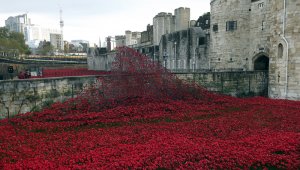 poppies1.jpg