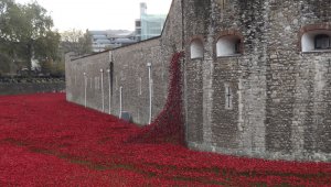poppies2.jpg