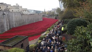 poppies3.jpg