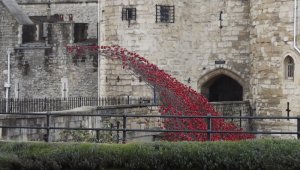 poppies4.jpg