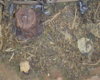 l-20-stumps.jpg