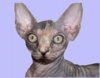 uglycat.jpg