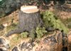 stumps40s.jpg