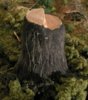 stumps42s.jpg