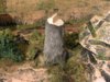stumps46s.jpg