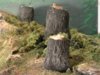 stumps49s.jpg