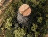 stumps51s.jpg