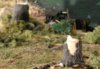 stumps63s.jpg