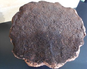 laputa-04.JPG