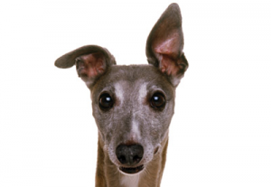 whippet.png