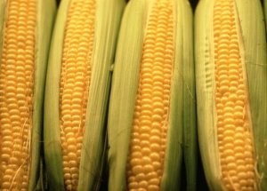 ears_of_corn.jpg