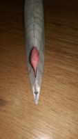 IMAG0666.jpg