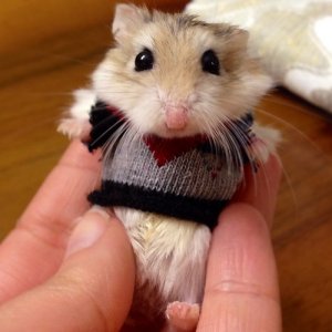 hamster-in-a-sweater.jpg