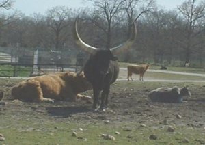 big horn.jpg