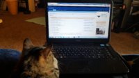 Waffle's monitoring.jpg