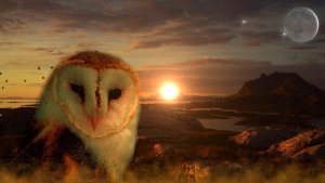 owl-711601_1280.jpg