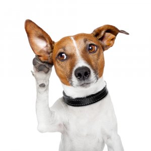 Dog-listening.jpg