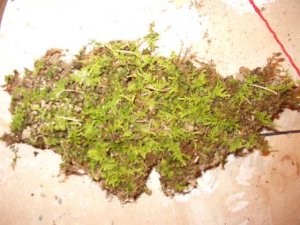 Moss.jpg