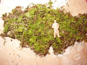 MosswithLPB.jpg
