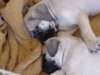 Sophie and Sadie 3.JPG