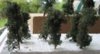 smalltrees.jpg