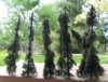 talltrees2.jpg