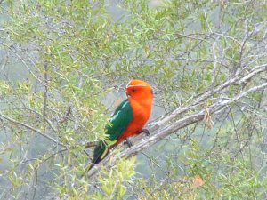parrot.JPG