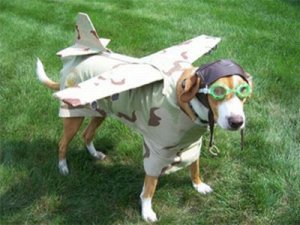 Funny-Chow-Chow-Dogs-Dressed-On-Air.jpg