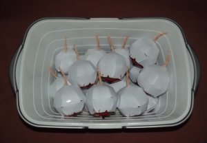 DSCF8279.jpg