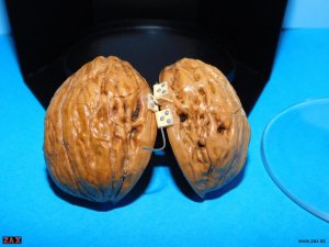 DSCN6181.jpg