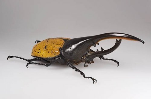 Dynastes-hercules-ecuatorianus.jpg