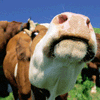 coolcow.gif