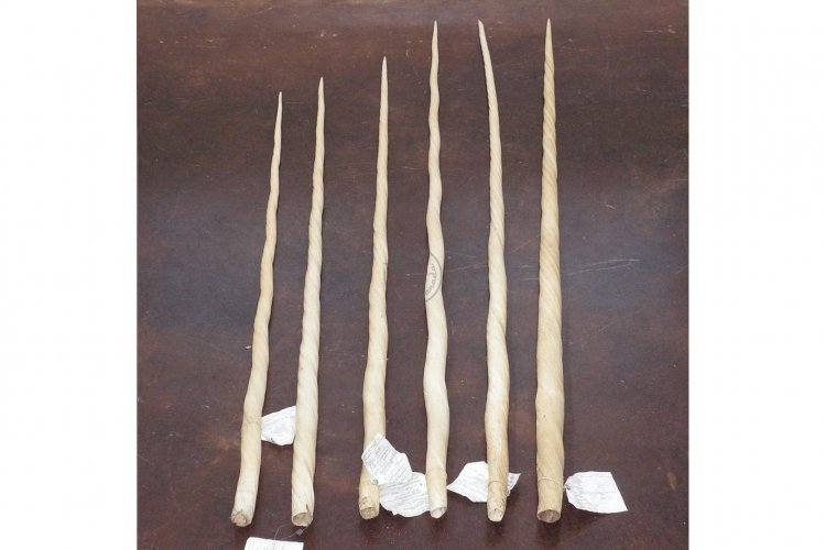 narwhal-tusk-feature-min.jpg